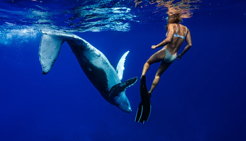 Niue whale encounter