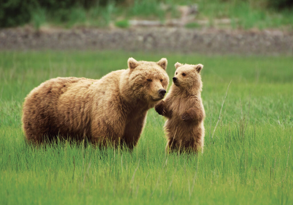 Grizzly bears in Alaska