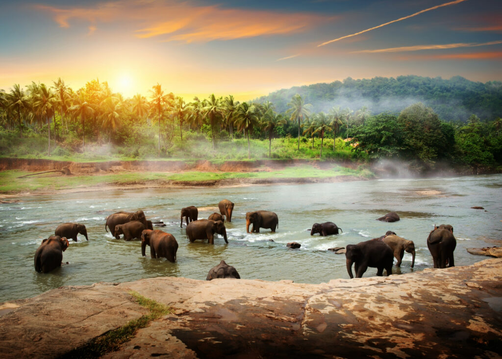 Elephants in Sri Lanka